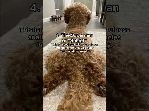 Dog Sleeping Positions Explained