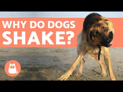 Why do Dogs SHAKE? - Understanding Tremors