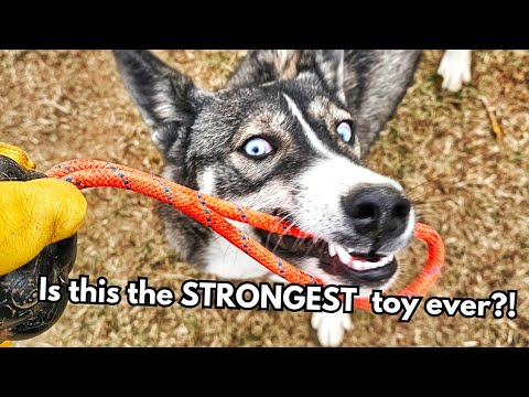 We Tested Indestructible Dog Toys from MonsterK9: Here's Our Honest Opinion