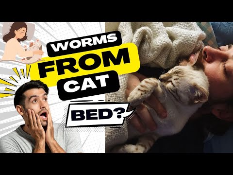 Can I Get Worms from My Cat Sleeping in My Bed? #cat #petcat #catcare