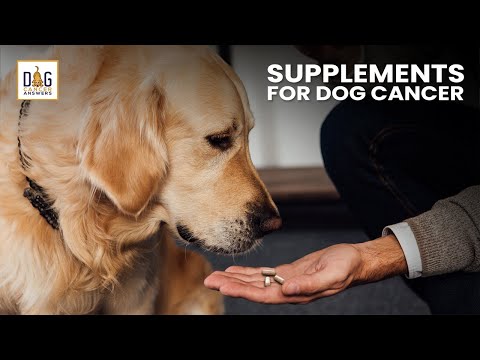 Supplements for Dogs with Cancer | Dr. Demian Dressler Deep Dive