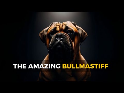 The Amazing Bullmastiff - 🐾🐶