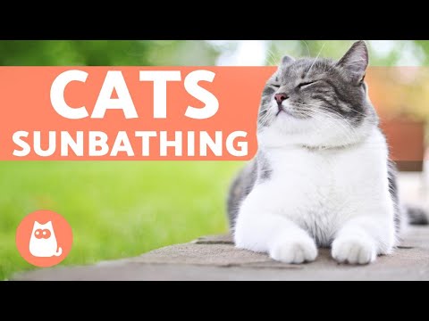 Why Does My Cat SUNBATHE? 😻☀️ (3 Benefits of Sunlight)