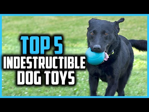 ✅Top 5 Best Indestructible Dog Toys of 2024