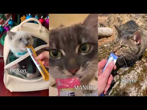 The Best Lickable Cat Treat