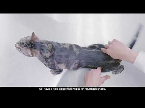 Evaluating Your Cat's Body Condition