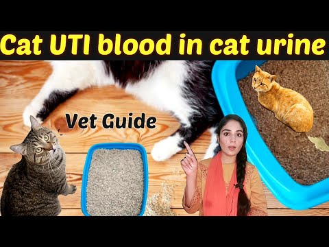How to treat cat Urinary tract infection /Cat UTI infection sign & symptoms, diagnosis and treatment