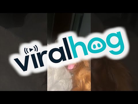 Dog Sleeps With One Eye Open || ViralHog