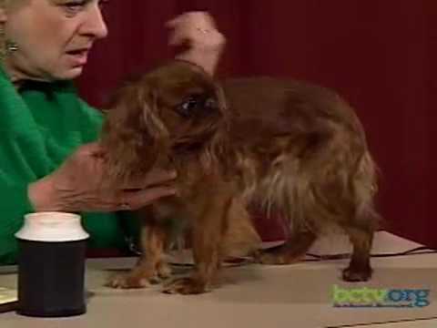 English Toy Spaniels & Cavalier King Charles Spaniels 3-2-10