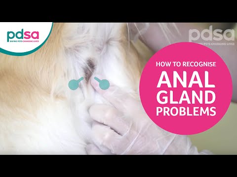 How To Recognise Anal Gland Problems In Your Dog