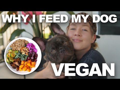 What Cured His Allergies- IBD, Bloodly Stools + Hydrolyzed Protein | WHY MY FRENCH BULLDOG IS VEGAN🌱