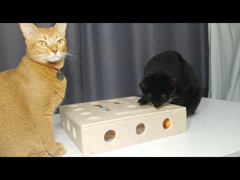 DIY Hide and Seek box for cat