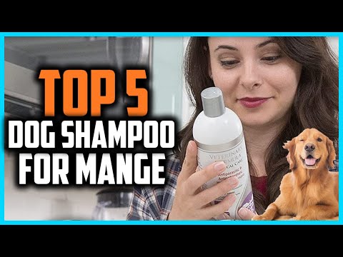 ✅Top 5 Best Dog Shampoo For Mange of 2024