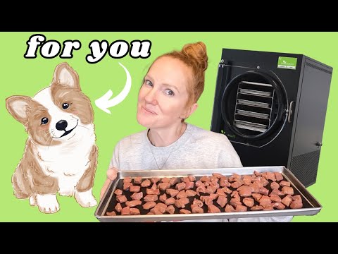 Homemade Freeze Dried Dog Treats: A Healthy Choice For Your Pets!