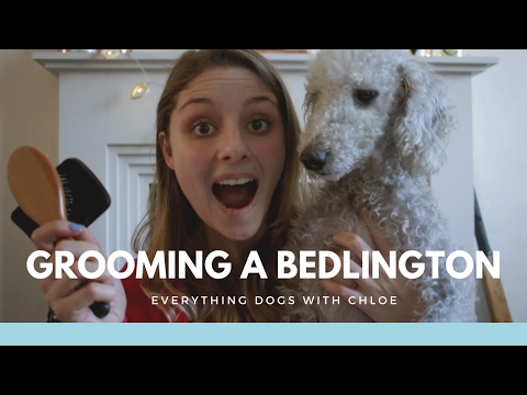 HOW TO GROOM A BEDLINGTON TERRIER - USING BRUSHES