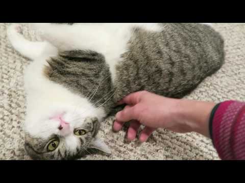 Cat In Heat Symptoms Video - What Does A Cat In Heat Look Like And Sound Like