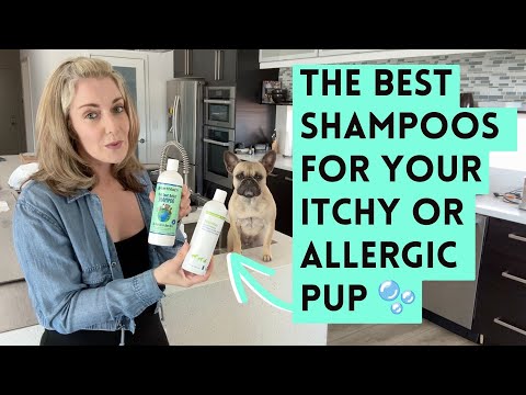 The BEST Dog Shampoos to Treat Your Dog's Itchy and Allergic Skin