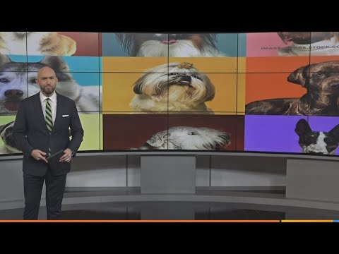8 most expensive breeds of dogs for your homeowners insurance