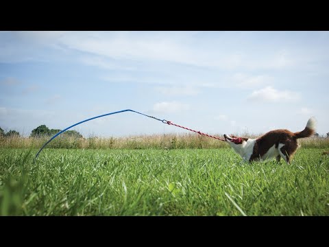 Tether Tug Dog Toy In Action