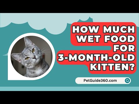 How Much Wet Food For 3-Month-Old Kitten? - PetGuide360.com