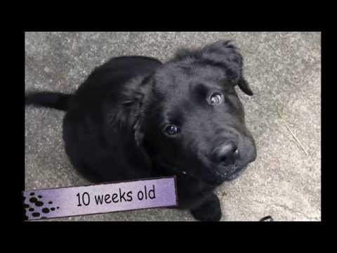 Border Collie Lab Mix  - The Adventures of Koda - (See Description)