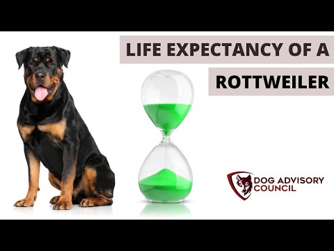 Life Expectancy of a Rottweiler (Common Causes of Death)