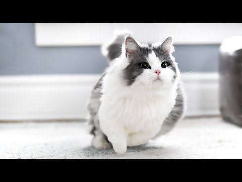 How FAST can munchkin cats run?