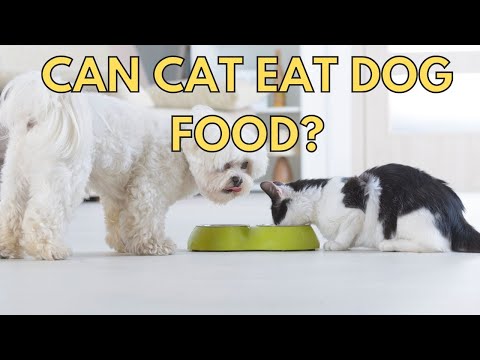 Can Cat Eat Dog Food？