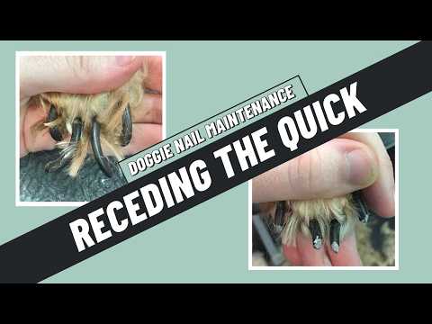 How often should you do a dog's nails to recede the quicks? | ADVICE FROM A DOG GROOMER