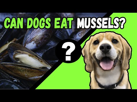 Can Dogs Eat Mussels?