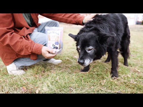 Why Should I Give my Dog CBD? • What does CBD do for Dogs? | Answers with Suzie's Pet Treats #dogcbd