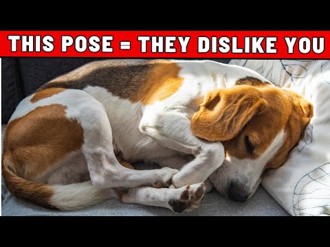 BE CAREFUL If Your Dog Sleeps in These Positions Around You!