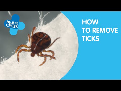 How To Remove Ticks From Your Cat | Blue Cross
