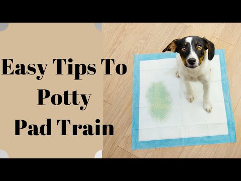 Potty Pad Training Made Easy: Teach Your Puppy To Use Pads