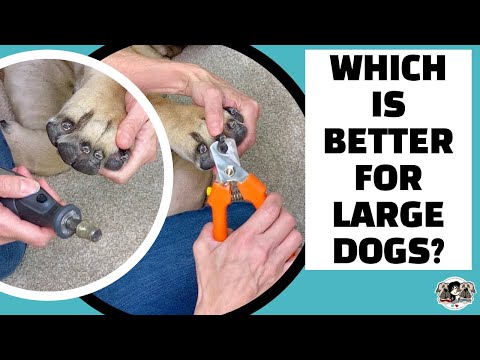 Nail Clipper vs Dremel for Large [Black] Dog Nails? PRO's, CON's & How to Avoid Hitting the QUICK!