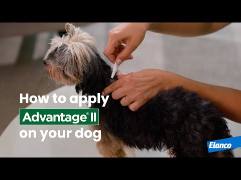 How to Apply Advantage® II to Your Dog