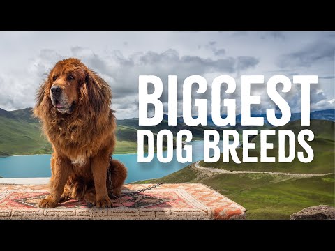 5 Of The BIGGEST Dog Breeds In The World